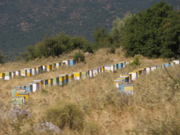 &Tau;&rho;ύ&gamma;&omicron;&sigmaf; &sigma;&tau;&omicron; &pi;&epsilon;ύ&kappa;&omicron;